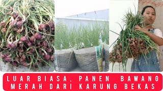 Panduan Lengkap Menanam Bawang Merah di Karung  Panen Melimpah [upl. by Ahsan609]