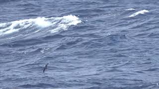 Goulds Petrel 22 Mar 2019 off New Caledonia [upl. by Modestine855]