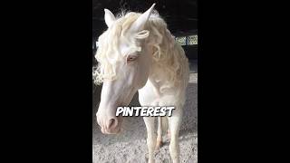 Google Vs PinterestLusitano edition idAidenLunar Nicklovesmen [upl. by Yci]