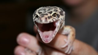 CUTE GECKO SCREAMS LIKE A BABY  BRIAN BARCZYK [upl. by Ynohtona976]