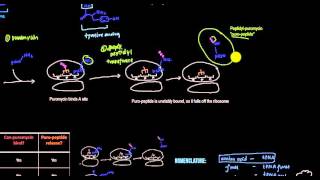 Puromycin assay and tRNA binding to ribosome Figures 1811 and 1812 [upl. by Runck464]