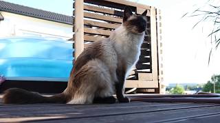 10 minutes in the life of my Balinese cat [upl. by Kaitlyn]