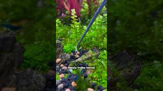 Rotala Indica bonsai aquarium fish poisson aquariumplants aquariumdesign fishcontent [upl. by Modesta]