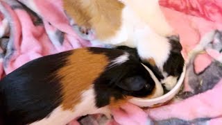 Whats the Best Water Bottle for Guinea Pigs [upl. by Cherey898]