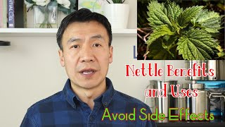 Stinging Nettle Benefits Uses and Side Effects Nettle Leaf or Root How to Make Nettle Tea [upl. by Owens]