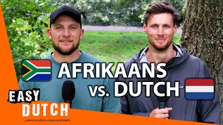 How Similar Are Afrikaans and Dutch  Easy Dutch Special 4 [upl. by Launame]