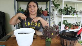 Ruby necklace Plant care and new cutting experimenting propagation [upl. by Kammerer328]