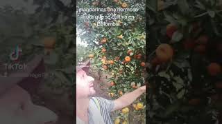 frutassaludables la mandarina [upl. by Studdard]