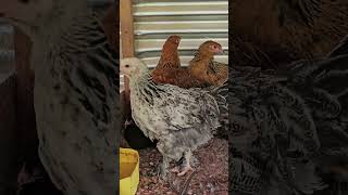 Brahma Chicken  Golden chicken poultry chickenfarming ornamentals farmer farming brahma [upl. by Brittne]