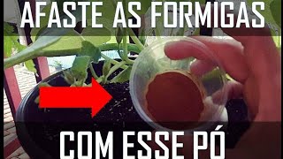 5 receitas caseiras contra pragas nas plantas [upl. by Kenneth707]