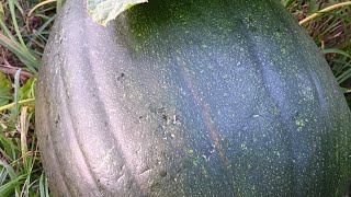 Green Pumpkins Will They Turn Orange by Halloween outdoorasmr [upl. by Croix]