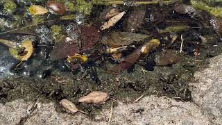 Tadpoles Changing Fast Less Swimming More Hopping HD 1080p [upl. by Philipa934]