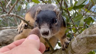 Befriending a Shermans Fox Squirrel See What Happens ❤️ Shermans Fox Squirrel Vlog 03 [upl. by Iturhs]