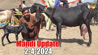 Bakra Mandi Sahiwal  Latest update today  Bakra Eid 2024  Bakra Mandi 2024 [upl. by Ott]