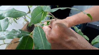 11162023 Red FicusBalete literati bonsai  1 [upl. by Stout8]