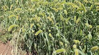 The Setaria just before to be harvested [upl. by Atnaloj]