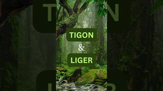 Wild Wonders The Tigon and Liger Hybrids hybrid wildlife animals [upl. by Euhc123]