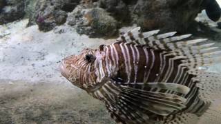 Acquario di Genova  4K [upl. by Banquer]