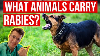 What animals carry RABIES How can I tell if an animal has rabies Doctor explains [upl. by Fassold]