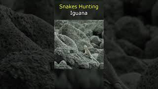 Snakes Hunting Iguana [upl. by Aikrahs]