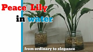 Peace lily Spathiphyllum grow in water at your low light Bedroomindoor [upl. by Buckingham763]