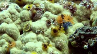 Christmas Tree Worms from the Great Barrier Reef [upl. by Miche]