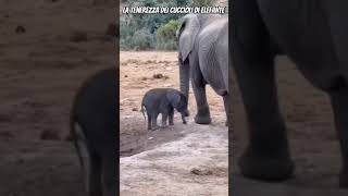 🔴Ecco perché i cuccioli di elefante sono tra gli animali più teneri e sorprendenti🔴 elefanti cute [upl. by Lose]