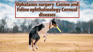 Ophalamic surgery Canine and Feline ophthalmology Cornual diseases [upl. by Soluk856]