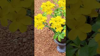 reinwardtia indica plant നിറഞ്ഞു പൂവിടാൻ ഇതു മാത്രം ച്ചുവട്ടിൽ Kerala garden ideas  shorts [upl. by Carolina460]