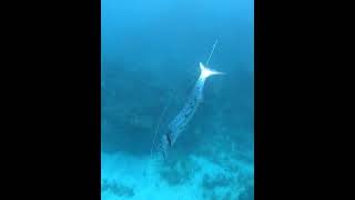 Hunting Great Barracudas fishing [upl. by Korrie]