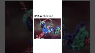 dna replication [upl. by Bowie542]