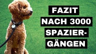 GASSI ERSTAUSSTATTUNG HUND  Welches Hundezubehör amp routine hat sich nach 2 Jahren bewehrt [upl. by Bravin]