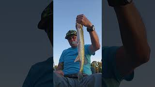 202410223 Pickerel Catch on whopper plopper bassfishing kayakfishing fishing [upl. by Foushee]