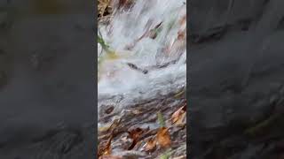 Flameback woodpecker on a huge old tree overlooking a stream abcnatureshorts natureandwildlife [upl. by Retsim]