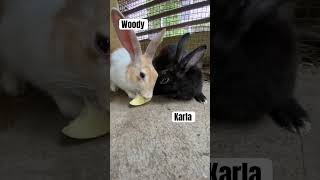 Feeding Apples to My Rabbits ytshort rabbit food [upl. by Amaty]