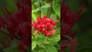 All about Ixora The Blooming Beauty You Need in Your Garden [upl. by Otina669]