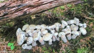 Matsutake Pine mushroom October 24 2023 [upl. by Maclay]