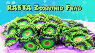 Rasta Zoanthid  100 Polyps fragging and close ups [upl. by Thelma]