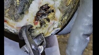 Vet opens up hoof ABSCESS horse hoof abscess treatment hoof trimmer farrier [upl. by Yentyrb]