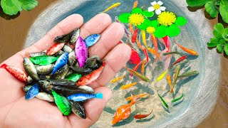 Amazing Catch Nest Aquarium Fish In Tiny Pond Arowana Koi Guppies Pencil Fish  Fishing Video [upl. by Ricker]