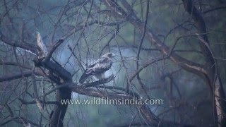 Booted Eagle at Bharatpur [upl. by Godden]