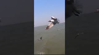 Boat Ride to The Gateway of India  Feeding Gull Birds  Amazing Travel Experience [upl. by Ytisahcal]