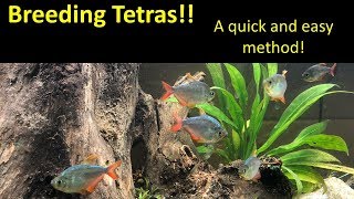 Breeding Tetras [upl. by Mauro]