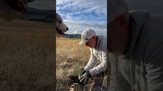 Planting 190 TREES 🌲trees homestead northidaho [upl. by Fidole]