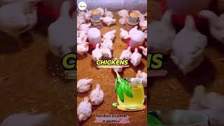 coccidiosis treatment in poultry Naturally chicken ourdailylife [upl. by Gaven81]