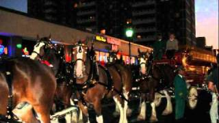 BUDWEISER CLYDESDALES MOVIE [upl. by Donelson]