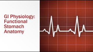 GI Physiology Functional Stomach Anatomy [upl. by Adiv]