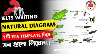 ielts writing task 1 Natural Diagram class bangla।।ielts class banglay bd [upl. by Barthold794]