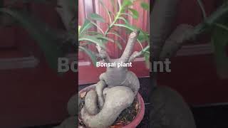 KALACHUCHI PLANT bonsai plantphilippines gardening shorts [upl. by Eikcid]