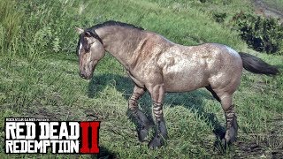 EXTREMELY RARE MUSTANG HORSE TIGER STRIPED BAY  RED DEAD REDEMPTION 2 BEST HORSES LOCATION [upl. by Liatnahs]